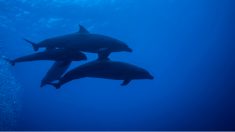 Delfín nariz de botella adopta al bebé de una ballena cabeza de melón y lo cuida como su propia cría