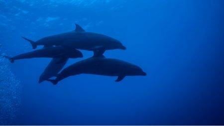 Delfín nariz de botella adopta al bebé de una ballena cabeza de melón y lo cuida como su propia cría