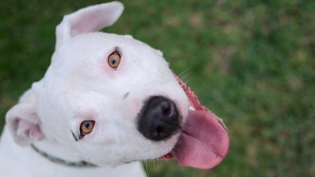 Cachorro a punto de morir, ve a su salvador regresar para adoptarlo y se emociona por completo