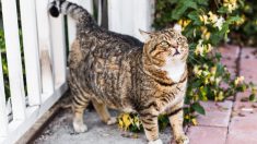 Lanzan campaña viral para cambiar la triste cara de un gato gigante que necesita ser adoptado