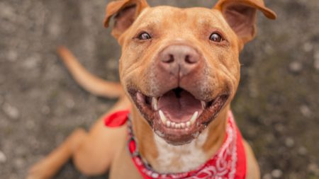 Pitbull no deja de sonreír después de ser adoptado y alegra a miles de seguidores con su carita feliz