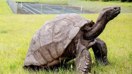 Esta tortuga de 187 años de edad, es el animal terrestre más antiguo del mundo