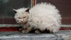 Nadie quería tocar al “gato feo”, un hombre lo hizo y cambió su vida