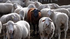 Tormenta de Rayos en Bolivia mata a un pastor de 12 años con sus ovejas