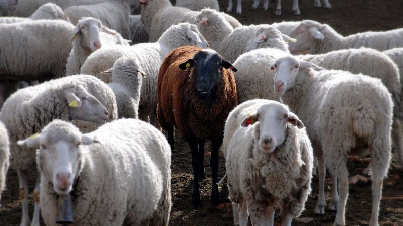 Rebaño de ovejas. Imagen de archivo.(Wikimedia)