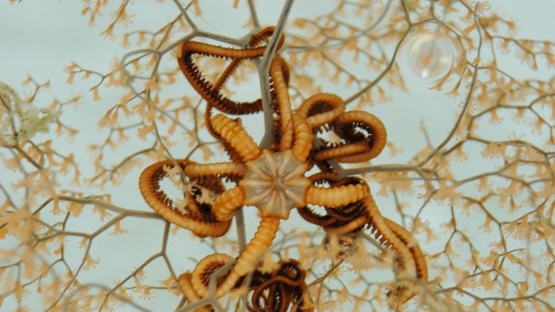 Estrella de canasta, especie de mar equinodermo del  suborden Euryalina. (Wikimedia Commons)