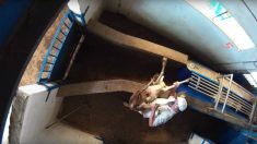 Denuncian con un estremecedor vídeo el maltrato animal y la insalubridad en un matadero de Madrid