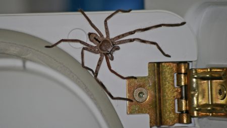 Impactante vídeo muestra a una araña cazadora gigante con un ratón muerto en el refrigerador