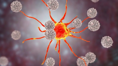 ¡Buenas noticias!: descubren nuevo método para que las células cancerosas se autodestruyan