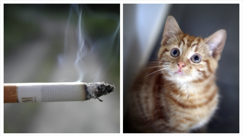 Imagen de cigarro (PDPhotos/Pixabay) | Foto de archivo de un gatito. (Christopher Furlong/Getty Images)