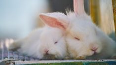 Defensores de los animales asaltan granja para salvar conejos y terminan matando a un centenar