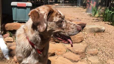 Héroe colombiano arriesga su vida para salvar a perritos tras el incendio en un refugio de animales
