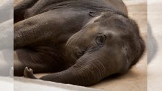 Muere Tikiri, la elefanta esquelética que vivió como esclava durante 70 años