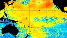 Ola de calor oceánica en el Pacífico amenaza con ser devastadora como en 2014, dicen científicos