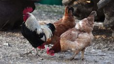 «Los gallos no violan a las gallinas», le dijo un joven granjero a Almas Veganas y se hizo viral