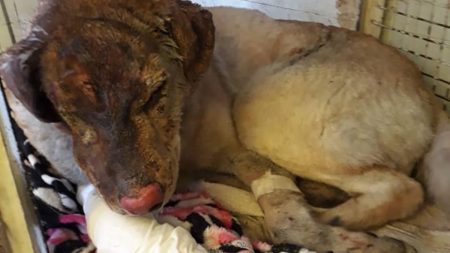 Perrito héroe sufre quemaduras muy graves para salvar a su familia de un incendio feroz