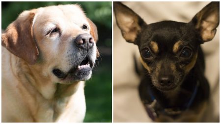 2 perritos que sobreviven bajo los escombros se convierten en esperanza durante un tornado mortal