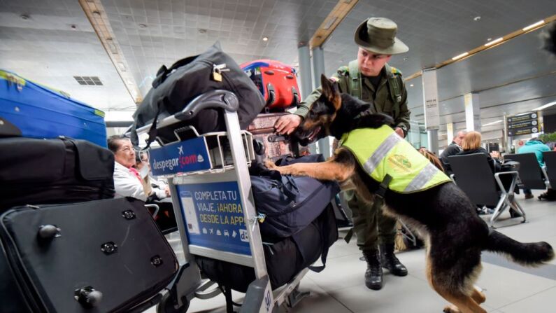 El perro antidrogas colombiano Sombra trabaja en el aeropuerto internacional El Dorado de Bogotá el 27 de julio de 2018. (RAUL ARBOLEDA/AFP/Getty Images)