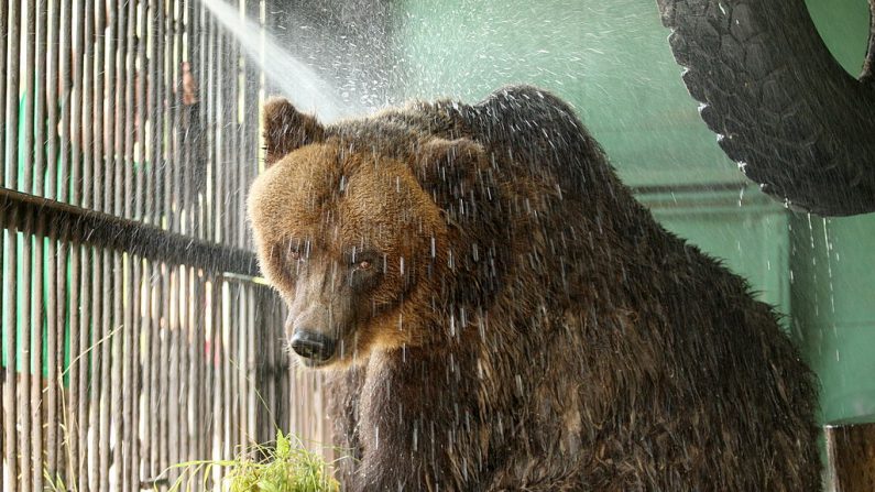 Imagen de archivo. El 15 de julio de 2010, un cuidador de un zoológico ruso diluye un oso enjaulado en el zoológico de San Petersburgo para refrescarse del calor del sol de verano. La temperatura en la ciudad es de 33 grados centígrados (KUDRYAVTSEV / AFP / Getty Images)