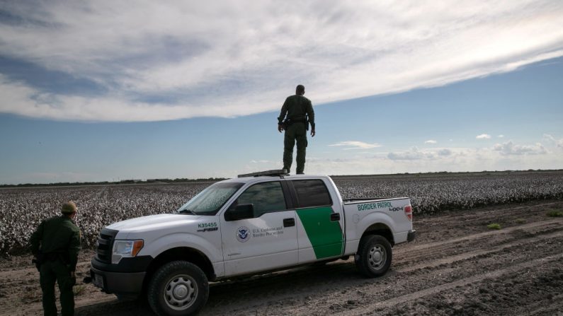Agentes de la Patrulla Fronteriza de Estados Unidos buscan inmigrantes indocumentados en un campo de algodón cerca de la frontera México-Estados Unidos el 10 de septiembre de 2019 en Peñitas, Texas. (John Moore/Getty Images)