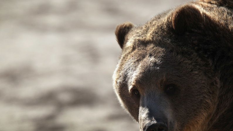 Un oso grizzly espera ser alimentado en el Santuario de Animales Silvestres el 20 de octubre de 2011 en Keenesburg, Colorado. (John Moore/Getty Images)
