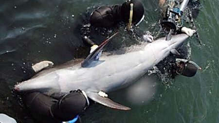 Delfines acorralados a punto de ser sacrificados se frotan unos a otros como gesto de despedida