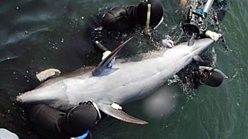 Imagen imagen de archivo de unos buzos capturando a un delfín en Taiji, Japón. (Foto de Taiji Whale Museum/Getty Images)