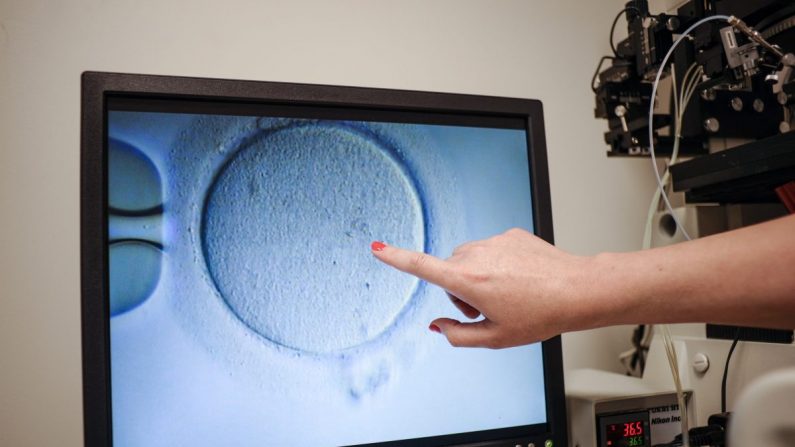 Un embriólogo muestra un ovocito después de que fue inseminado en una instalación no relacionada en Virginia el 12 de junio de 2019. (Ivan CouronneI/AFP/Getty Images)