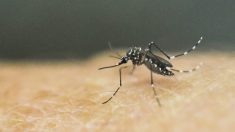 Massachusetts registra los primeros casos humanos del virus del Nilo Occidental transmitido por mosquitos