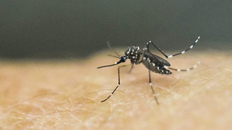 Foto de archivo de un mosquito Aedes aegypti en la piel humana en Cali, Colombia, el 25 de enero de 2016. (Lus Robayo/AFP/Getty Images)