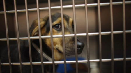 Perrita es abandonada en un refugio para que su familia pueda llevar a su nuevo perro de paseo a Hawái