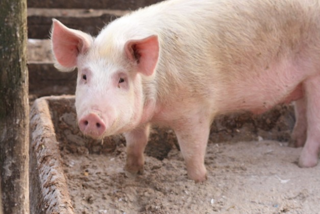 Foto de um porco em uma fazenda do Reino Unido, em 13 de abril de 2009 (Kat Dodd/Flickr)
