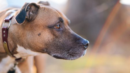 Perro sin media nariz es rechazado por su familia y un refugio le encuentra un nuevo hogar