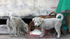 Jovem brasileiro se cansa de ver cães famintos e abre um restaurante exclusivo para eles