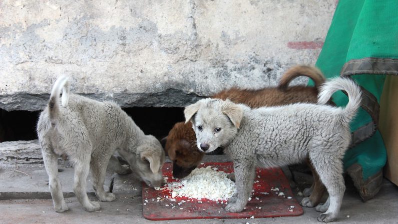 Cães vadios com fome e sede podem se alimentar em um restaurante canino que funciona 24 horas por dia, graças a um jovem brasileiro compassivo. Imagem ilustrativa (Crédito: Pixabay / Kenky)