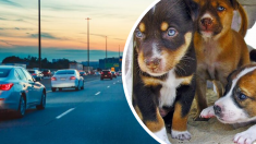 Se detiene en una autopista muy transitada cuando ve a 3 cachorros callejeros en grave peligro