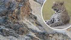 Un leopardo camuflado tiene locas a las redes, ¿puedes encontrarlo?