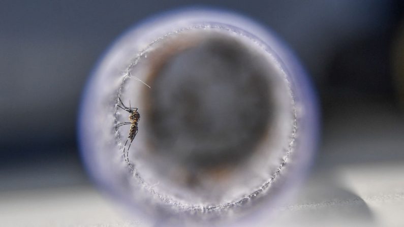 Foto de mosquitos Aedes aegypti infectados com uma bactéria que os impede de espalhar dengue, zika e chikungunya, antes de serem libertados na Ilha do Governador, no Rio de Janeiro, Brasil, em 29 de agosto de 2017 (Foto APU GOMES / AFP / Getty Images)