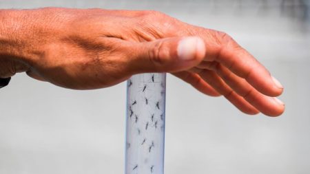 Casos de dengue no ano têm maior patamar desde 2015 e provocam alerta
