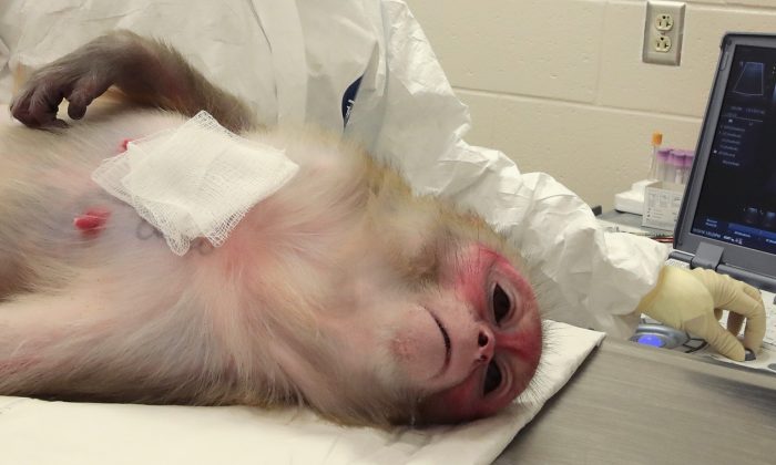 Mono Rhesus Macaque en una instalación de investigación. (Scott Olson/Getty Images)