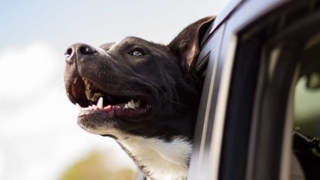 Perro policía muere porque lo dejan encerrado en un auto caliente sin ventilación