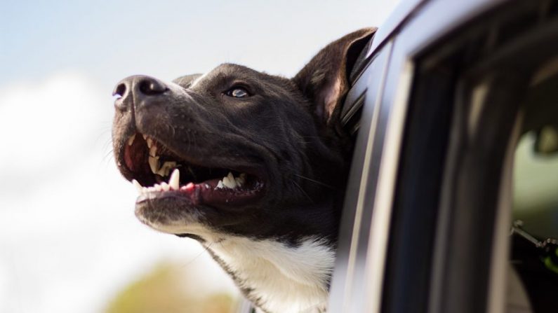 Imagen ilustrativa de un perro sacando la cabeza por la ventanilla de un automóvil. (Free-Photos/Pixabay )