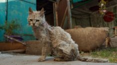 Gato viejo callejero, con dientes podridos y sucio pelaje tiene un sorprendente cambio de look