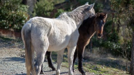 Rescatan del horror a 400 caballos en un campo de Buenos Aires, estaban desnutridos y agonizando