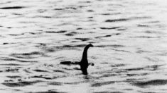 Pesquisa aponta que Monstro do Lago Ness poderia ser uma enguia gigante