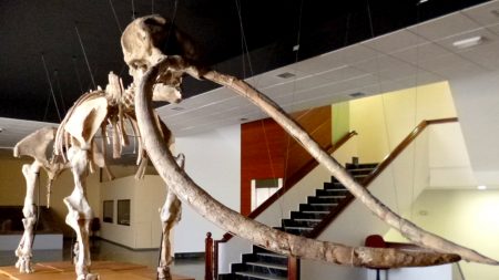 Fósiles de mastodonte revelan la existencia de humanos hace 130.000 años