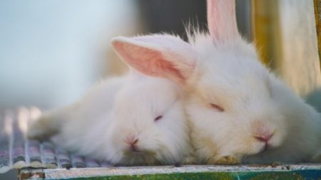 Defensores dos animais invadem fazenda para salvar coelhos e acabam matando quase uma centena