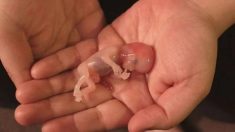 Jornalistas são processados por expor indústria do aborto que vende órgãos de bebês vivos