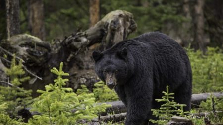 «Você não precisa fazer isso», suplica homem a um urso negro que quase o matou