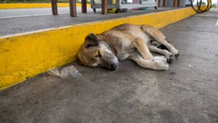 Perro callejero ciego vivió 7 meses en un lavadero de autos abandonado, luego alguien cambió su mundo